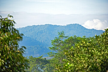 Panoramic blue hill in Indonesia with green tree of tropical forest