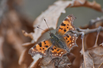 Comma Butterfly (Polygonia c-album) close up. Common butterfly in forest