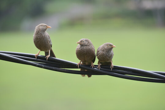 Ceylon Rufous Babbler (Turdoides rufescens) in electric wire.