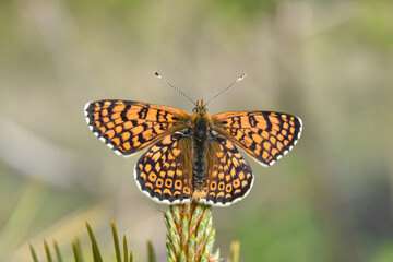Melitaea cinxia, Glanville Fritillary butterfly on wild flower. Colorful butterfly isolated on green meadow