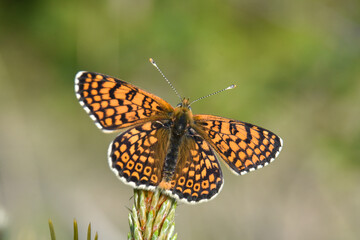 Melitaea cinxia, Glanville Fritillary butterfly on wild flower. Colorful butterfly isolated on green meadow
