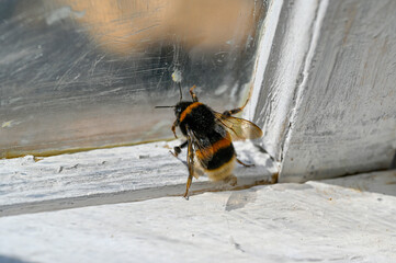 Bumble bee on glass window trying to get out