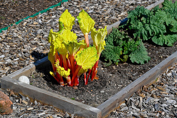 Forced Rhubarb grown inside a big bucket to get this color