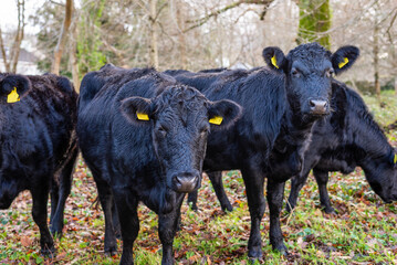 Happy Grazing Cows: Quality Meat and Animal Welfare