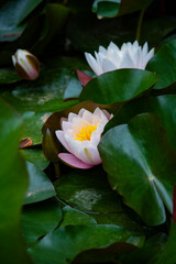 Fototapeta premium A full lake of pink water lilies 