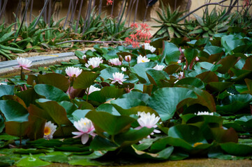 A full lake of pink water lilies 