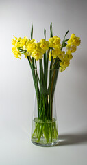 yellow daffodils in vase