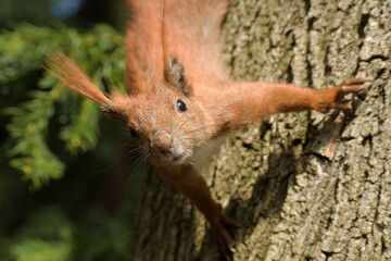 baumhörnchen © Kalle Kolodziej