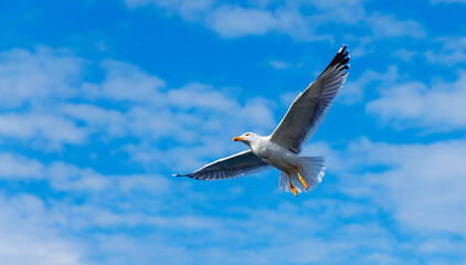 Flying seagull on blue sky