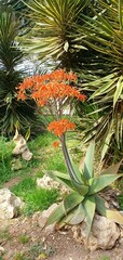 Flowering aloe plant in nature. Aloe striata in a park in Spain. Beautiful aloe. Orange aloe flowers.