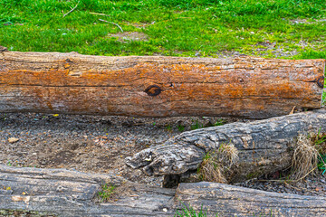 Old logs lie on the shore on a spring day