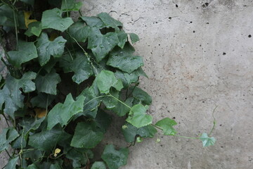Green Vines on A Concrete Wall Copy Space