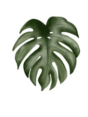 Monstera