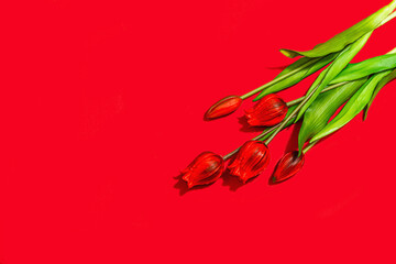 Valentine Day gift concept. Romantic red background with bright tulips bouquet, wrapped surprise box