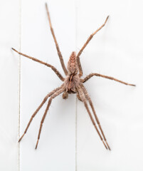 spider on white wood background. macro.