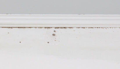 Mold on the wall of the housebe used as background