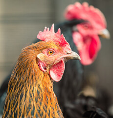 Portrait of a rooster on a farm. Close-up