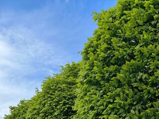 Green leaves hornbeam trees in the park against blue sky.