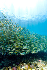 Schools of fish at popular dive sites in Koh Tao, Thailand. - 600662271