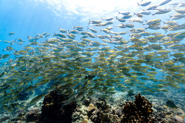 Schools of fish at popular dive sites in Koh Tao, Thailand. - 600662289