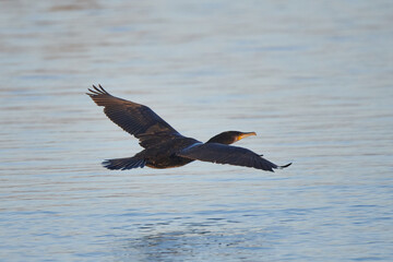 Kormoran im Flug