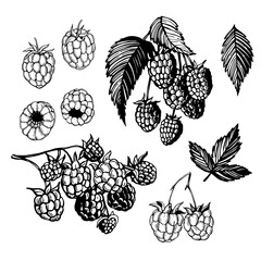 Raspberry. Sketch illustration