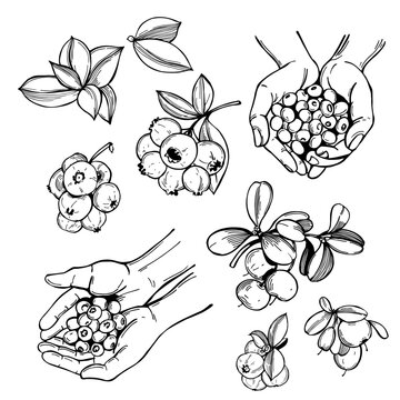 Forest berry. Sketch illustration