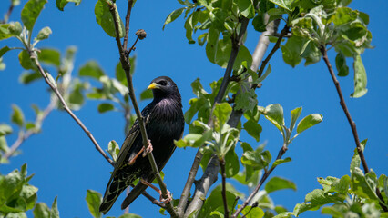 Bird - european starling 