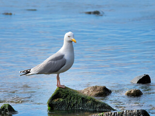Fototapeta na wymiar Herring Gull Perched on Rocks 