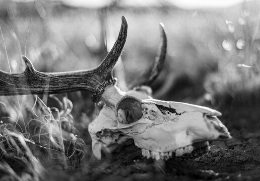 A deer skull sits in dry grass, New Mexico.