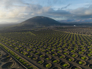 volcanic wineyards from aerial view