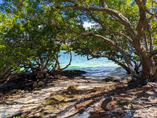 Florida Landscape