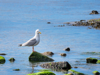 Herring Gull Perched on Rocks 