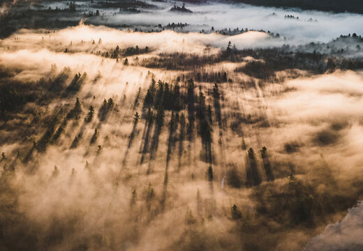 Trees cast shadows in the early morning mist, sunrise, Maine