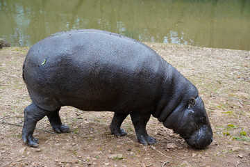 Portrait of a Pygmy Hippopotamus (Hexaprotodon liberiensis).....