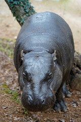 Vertical Portrait of a Pygmy Hippopotamus (Hexaprotodon liberiensis)....