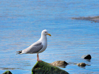 Obraz premium Herring Gull Perched on Rocks 