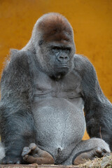 Picture of a captive silverback gorilla set against an orange background