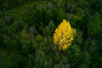 Lonely yellow tree in green forest with lush foliage