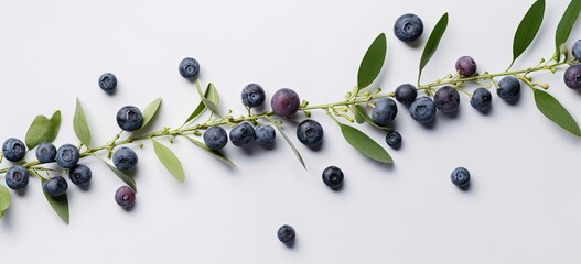 blueberry fruit branch banner background, Generative Ai