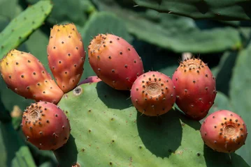 Fototapeten Prickly pear cactus or Opuntia, ficus-indica, Indian fig opuntia with fruits © Maresol