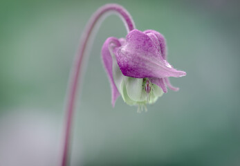 Insect on flower head