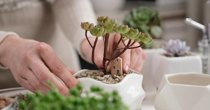 Aeonium Green Tea Succulent in a white ceramic pot with decorative small house