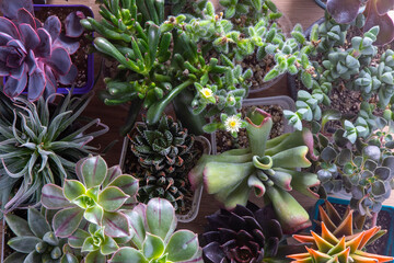 A set of different mix succulents top view. Gardening. Haworthia and Aloe, Crassula Sedum,...