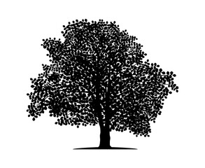Vector silhouette of beech tree. Isolated vector silhouette of beech tree on a white background. - obrazy, fototapety, plakaty