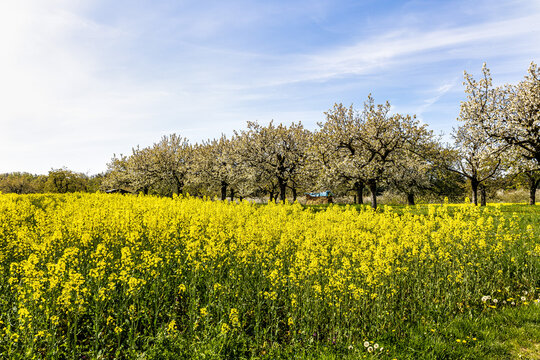 Cherry blossoms on the hills around Kalchreuth, Germany in Franconian Switzerland
