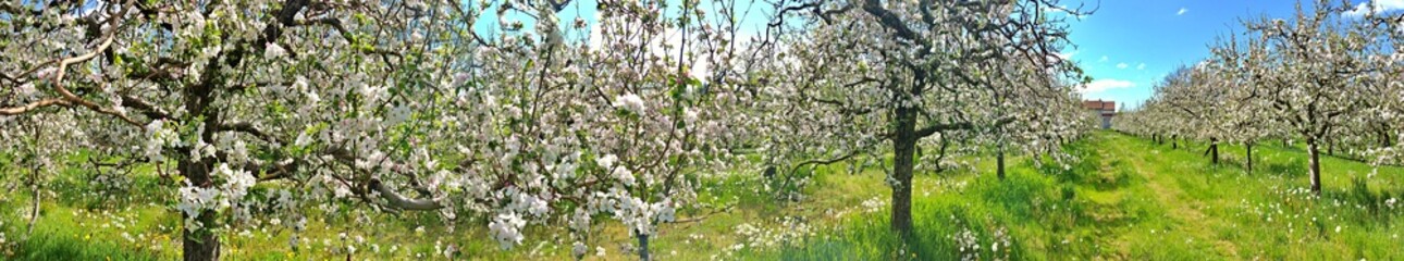 Blossoming apple orchard in spring.panorama shot