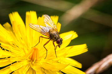 fly on yellow flower