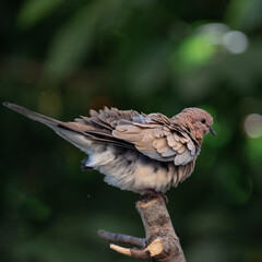 Turtle dove sits on a branch with fluffy feathers. Bird on a blurred dark green background with bokeh