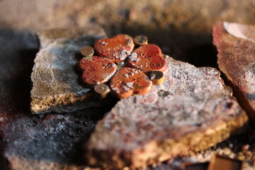 close up of a metal leaf